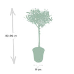 Load image into Gallery viewer, Olea europaea (Olive Tree) - Ø19cm - ↕90cm