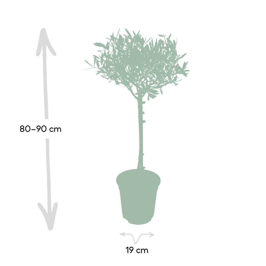 Olea europaea (Olive Tree) - Ø19cm - ↕90cm