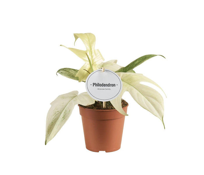 Philodendron erubescens 'Florida Ghost' - Ø12cm - ↕30cm