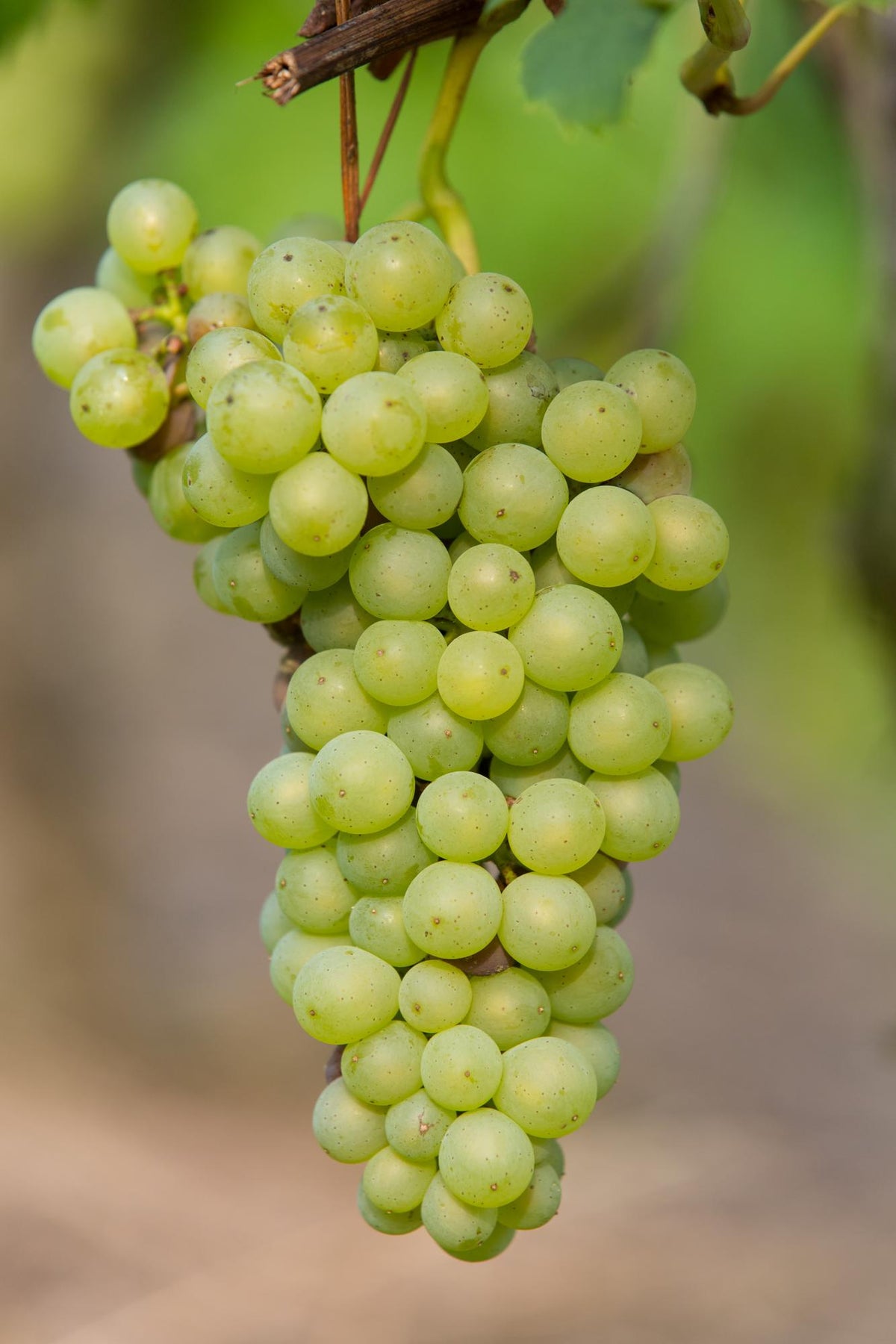 Vitis vinifera 'Johanniter' (Vite) - Ø13cm - ↕45cm