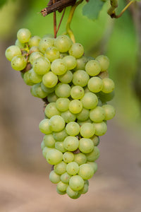 Vitis vinifera 'Johanniter' (Vite) - Ø13cm - ↕45cm