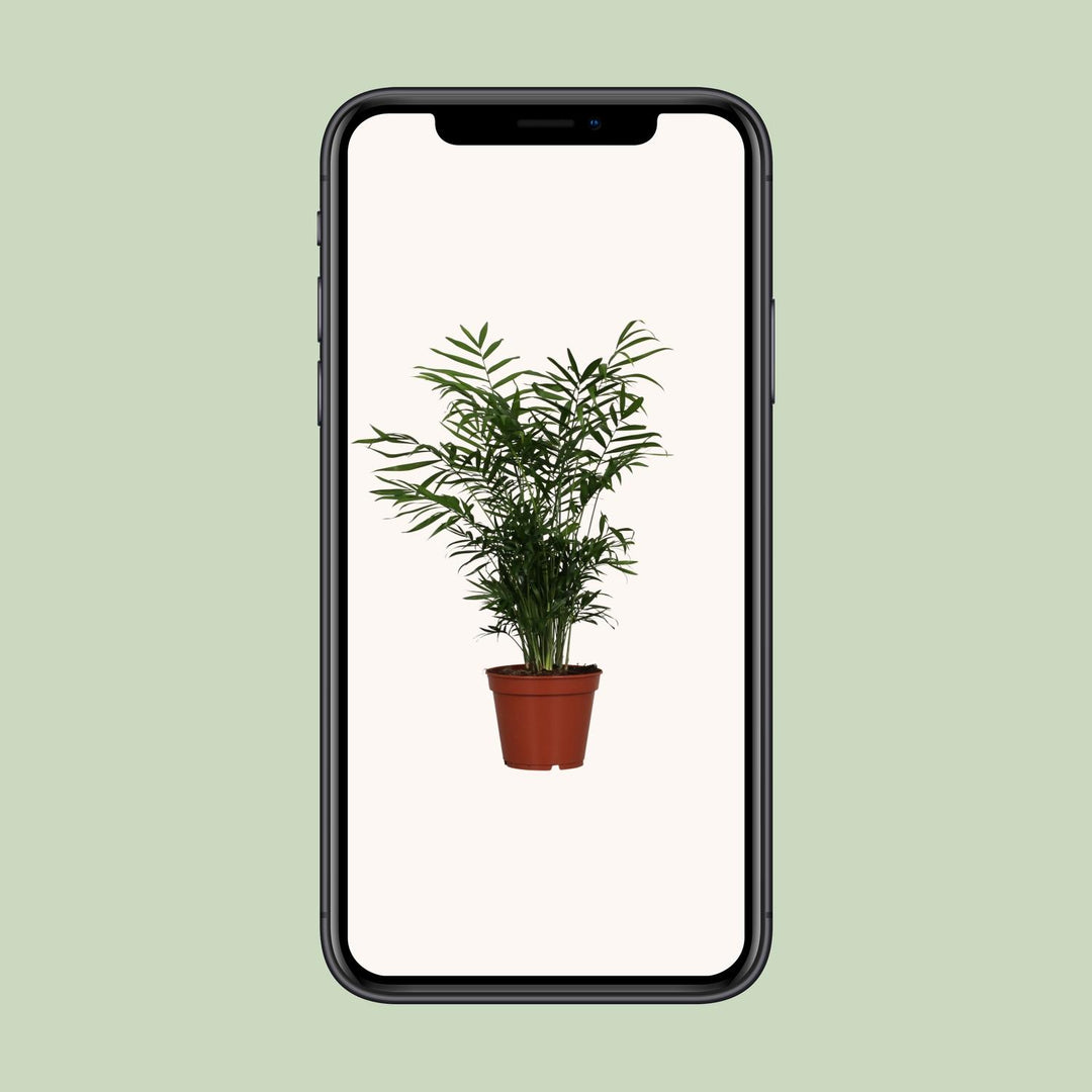 Chamaedorea elegans - Ø17cm - ↕55cm
