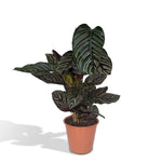 Load image into Gallery viewer, Calathea ornata - Ø19cm - ↕75cm
