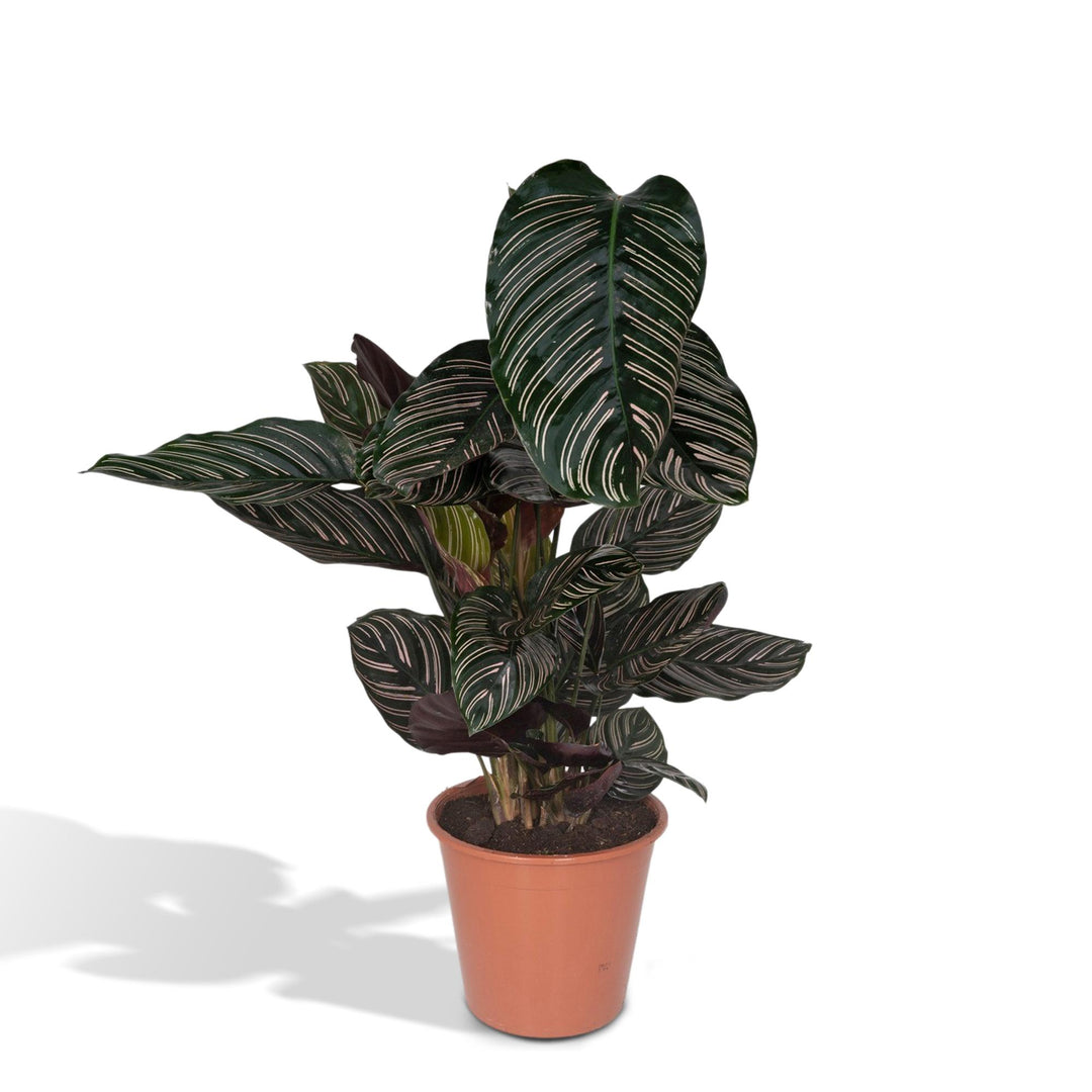 Calathea ornata - Ø19cm - ↕75cm