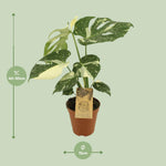 Load image into Gallery viewer, Monstera deliciosa 'Thai Constellation' - Ø15cm - ↕50cm