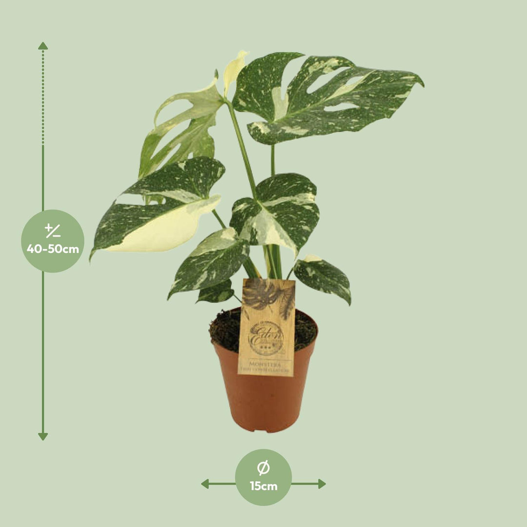 Monstera deliciosa 'Thai Constellation' - Ø15cm - ↕50cm