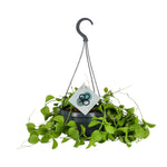 Load image into Gallery viewer, Dischidia imbricata - Ø14 ↕40
