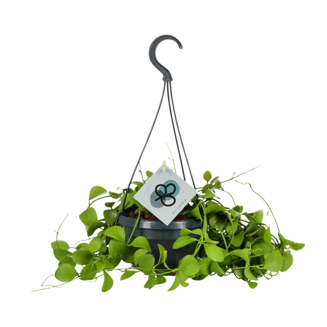 Dischidia imbricata - Ø14 ↕40