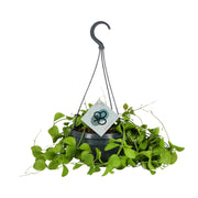 Dischidia imbricata - Ø14 ↕40