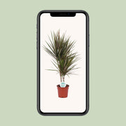 Dracaena marginata 'Bicolor' - Ø17cm - ↕75cm