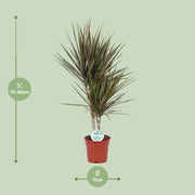 Dracaena marginata 'Bicolor' - Ø17cm - ↕75cm