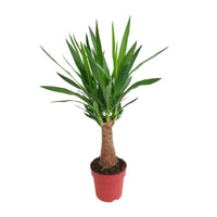 Yucca elephantipes 'Maya Tree' - Ø19cm - ↕80cm