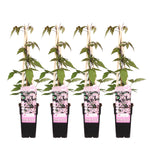 Load image into Gallery viewer, Clematis Montana &#39;Fragrant Spring&#39; - 4 plants - ↨65cm - Ø15
