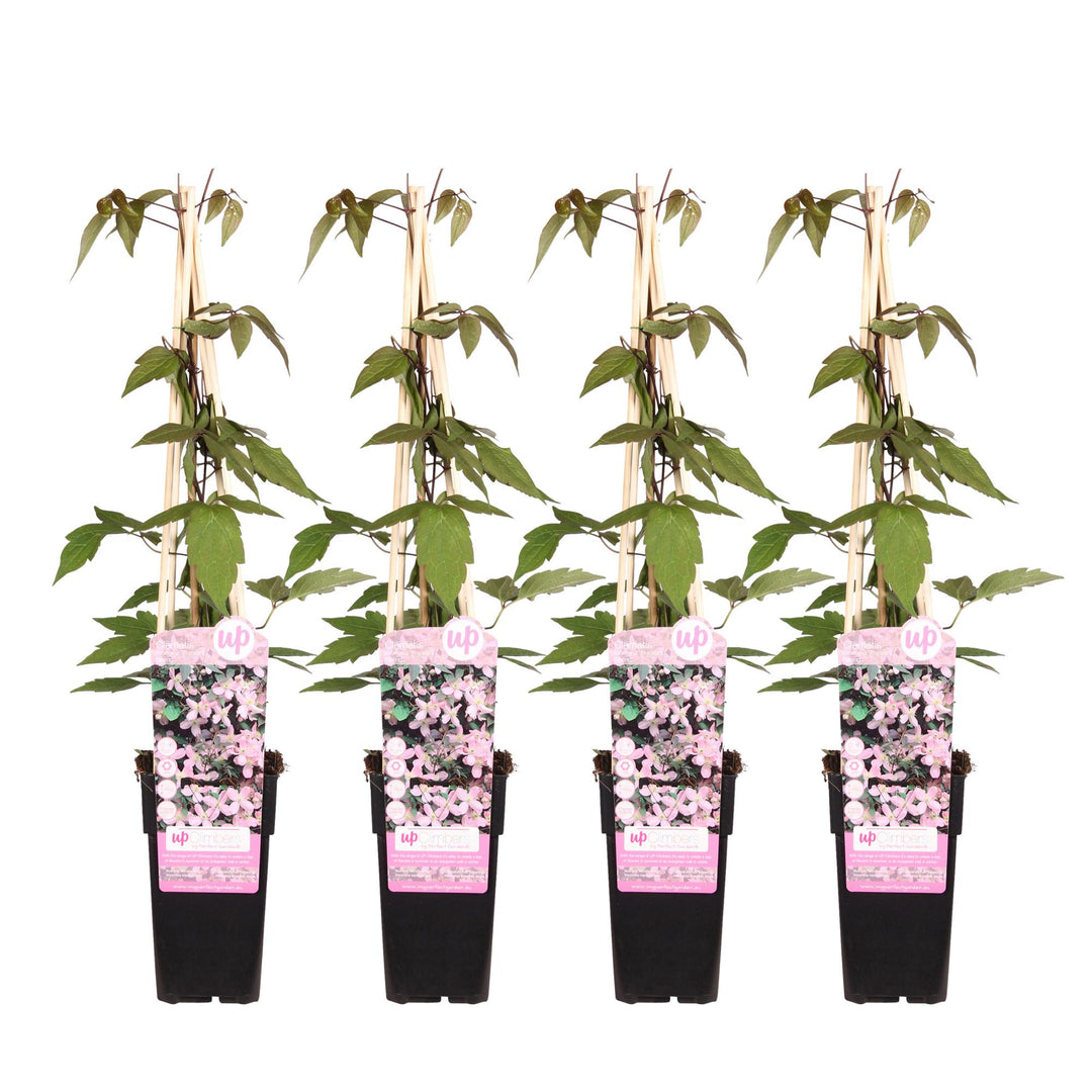 Clematis Montana 'Fragrant Spring' - 4 plants - ↨65cm - Ø15