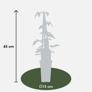 Clematis Montana 'Fragrant Spring' - 4 plants - ↨65cm - Ø15