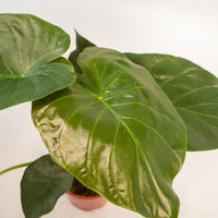 Alocasia wentii in cesto Selin - Ø19cm - ↕65cm