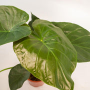 Alocasia wentii in Selin Basket - Ø19cm - ↕65cm