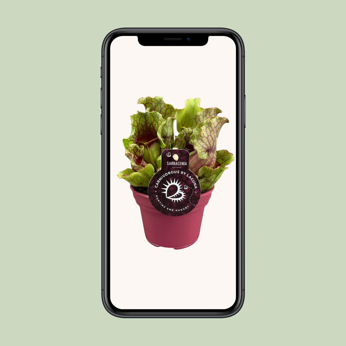 Sarracenia - Ø12cm ↕20cm