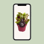 Load image into Gallery viewer, Sarracenia - Ø12 ↕20