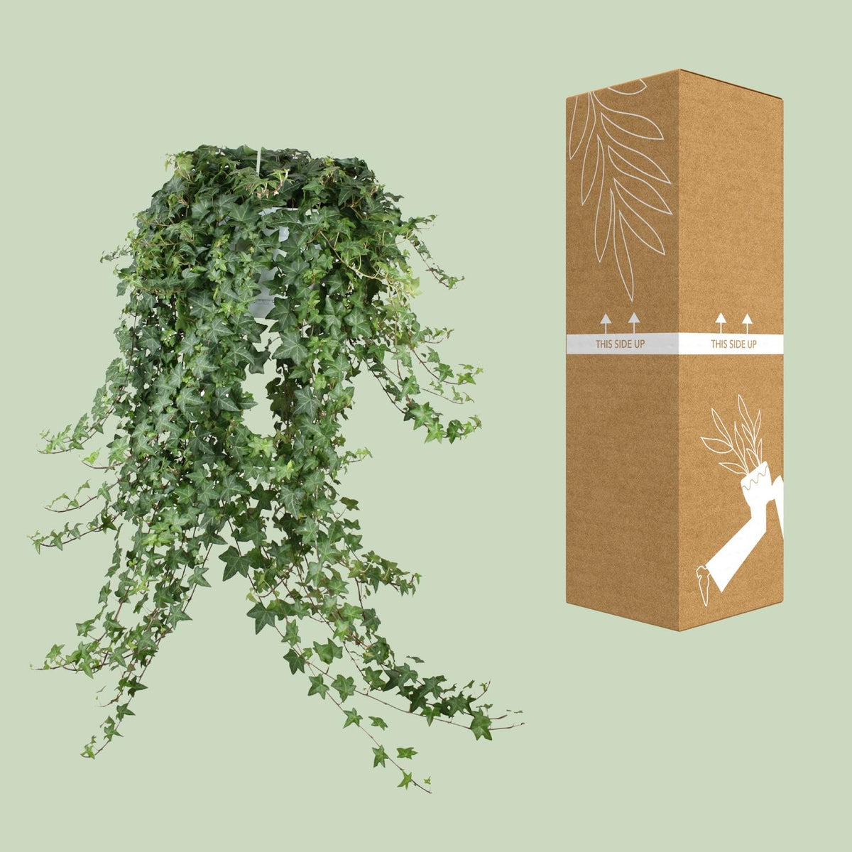 Hedera helix 'Pitsburg' - Ø24cm - ↕70cm