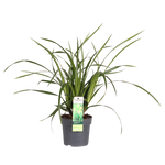 Load image into Gallery viewer, Carex morrowii &#39;Irish Green&#39; - Ø14 - ↨30cm
