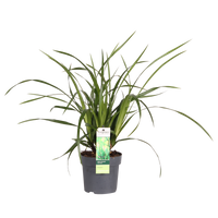 Carex morrowii 'Irish Green' - Ø14 - ↨30cm