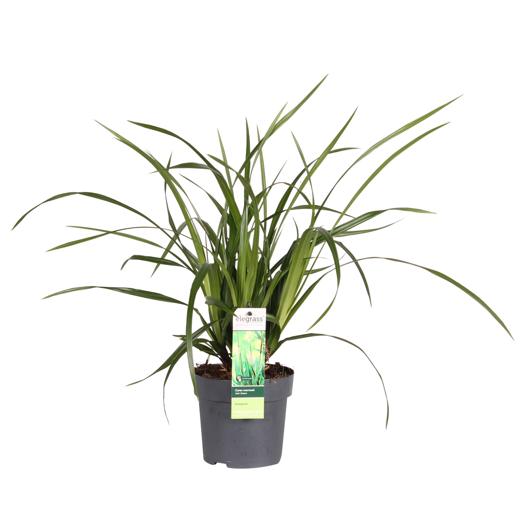 Carex morrowii 'Irish Green' - Ø14 - ↨30cm