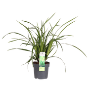 Carex morrowii 'Irish Green' - Ø14 - ↨30cm