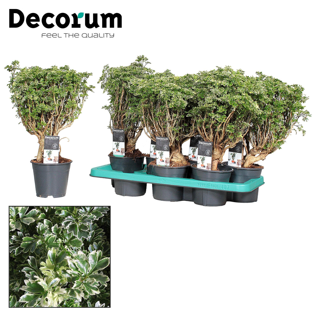 Polyscias Hawaiiana ‘Ming Gold’ Bonsai (Decorum) - Ø14cm - ↕40cm