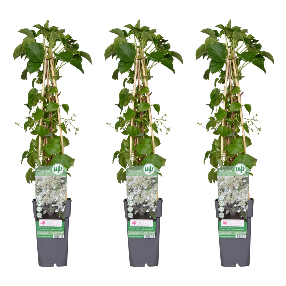 Hydrangea petiolaris - 3 piante - ↨65cm - Ø15