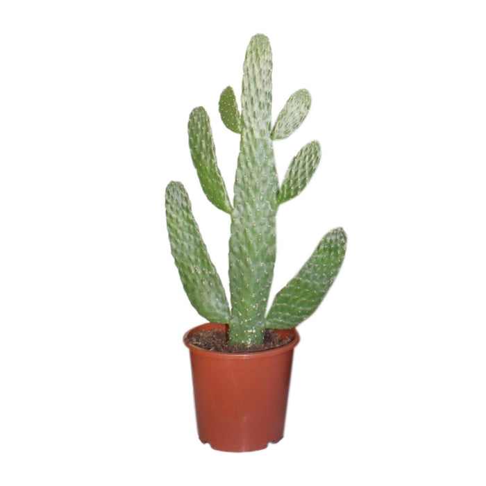 Opuntia consolea - Ø17cm - ↕55cm