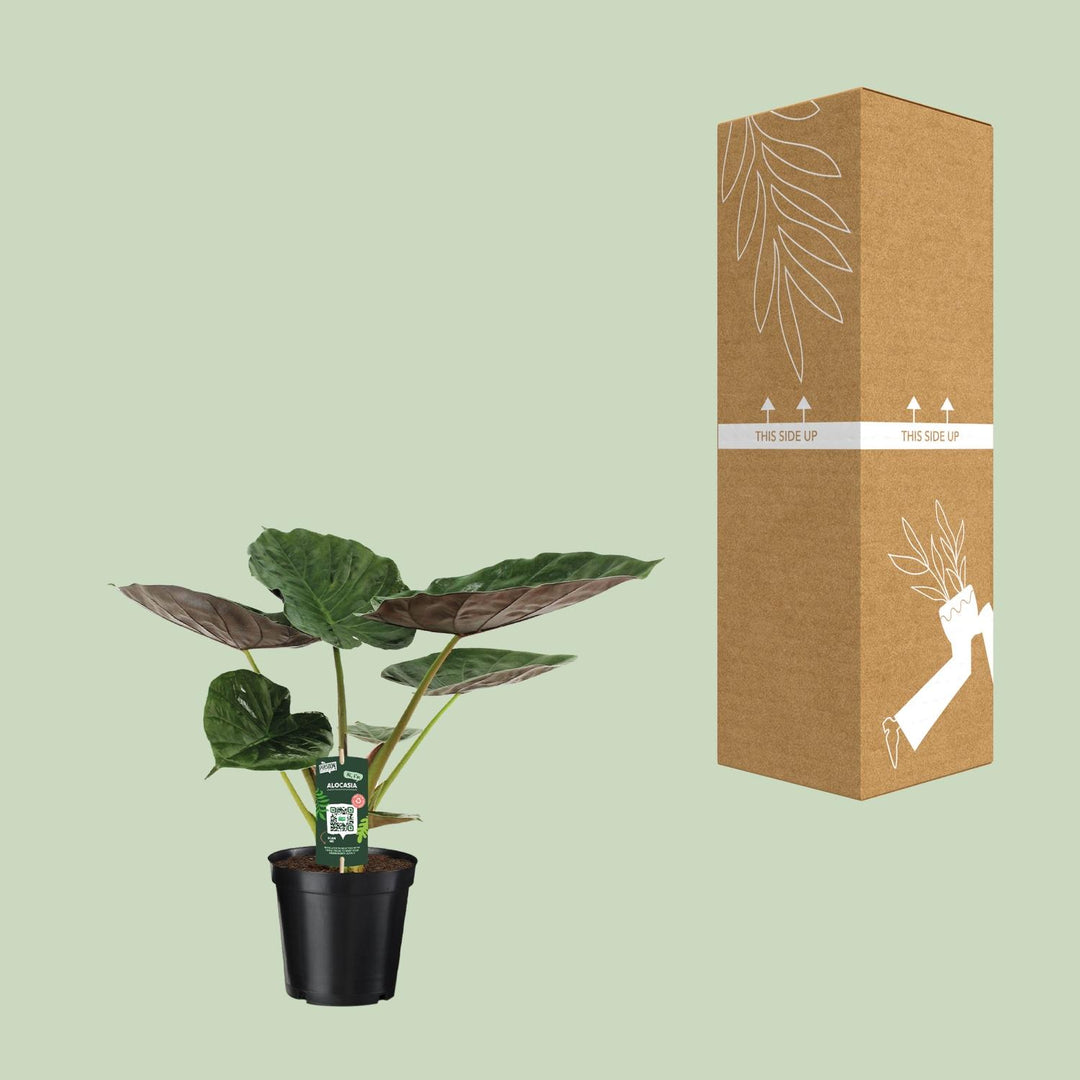 Alocasia wentii (Elephant ear) - Ø19cm - ↕70cm