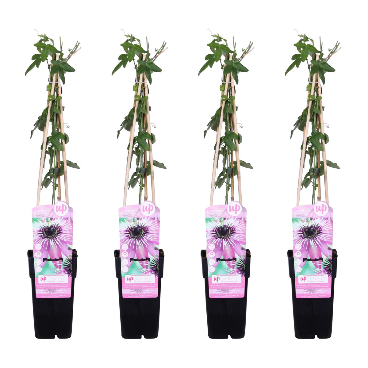 Passiflora 'Purple Haze' - 4 piante - Ø15cm ↨65cm