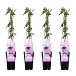 Load image into Gallery viewer, Passiflora &#39;Purple Haze&#39; - 4 pieces - ↨65cm - Ø15
