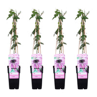 Passiflora 'Purple Haze' - 4 piante - Ø15cm ↨65cm