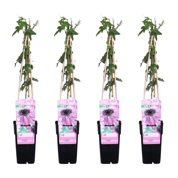 Passiflora 'Purple Haze' - 4 pieces - ↨65cm - Ø15