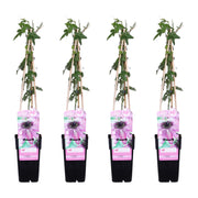 Passiflora 'Purple Haze' - 4 pieces - ↨65cm - Ø15