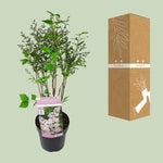 Load image into Gallery viewer, Syringa patula 'Violet Uprising' (Lillà) - Ø19cm- ↕35cm