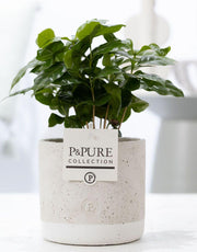 Coffea Arabica In Vaso P&PURE Jade Ceramics - Ø12cm - ↕20cm