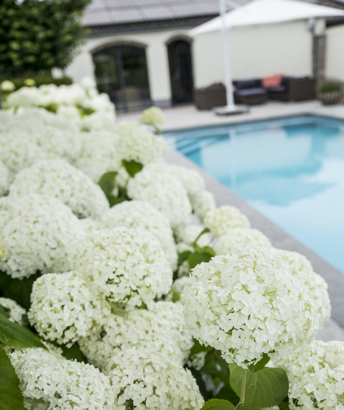 Hydrangea arborescens 'Strong Annabelle' - Ø19cm - ↕30cm