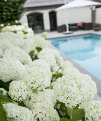 Hydrangea arborescens 'Strong Annabelle' - Ø19cm - ↕30cm