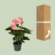 Anthurium andraeanum 'Sweet Dream' - Ø12cm - ↕35cm