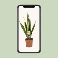 Sansevieria trifasciata 'Laurentii' (Mother-in-law’s Tongue) - Ø17cm - ↕60cm