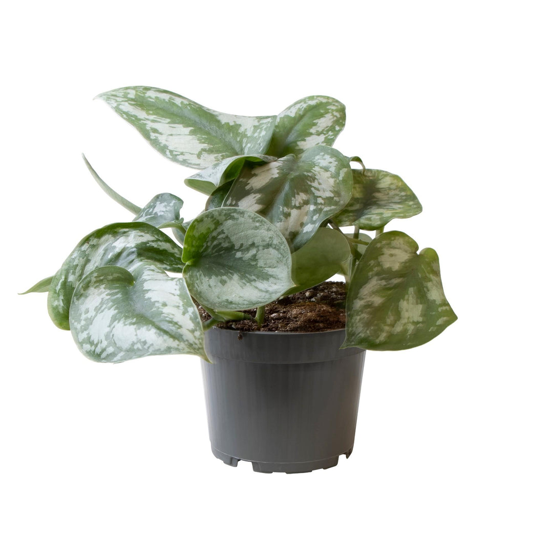 Philodendron scandens 'Pictus Trebie' - Ø12cm - ↕22cm