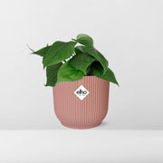 Philodendron scandens in ELHO Vibes Fold, Pink, Ø14cm ↕15cm