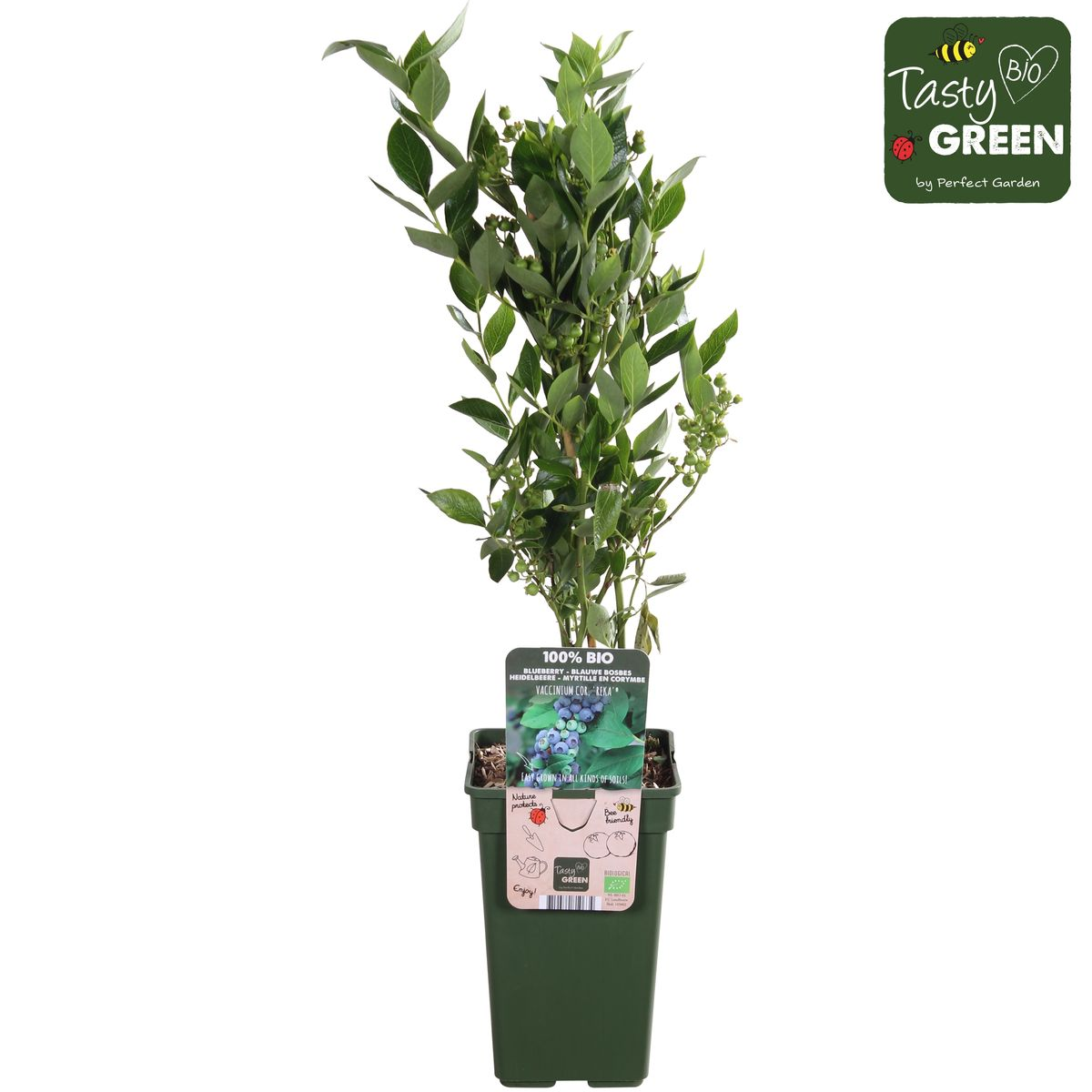 Vaccinium corymbosum 'Reka' - Ø13cm - ↕45cm