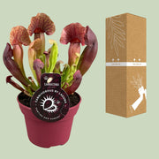 Sarracenia 'Catesbaei' - Ø12cm - ↕25cm