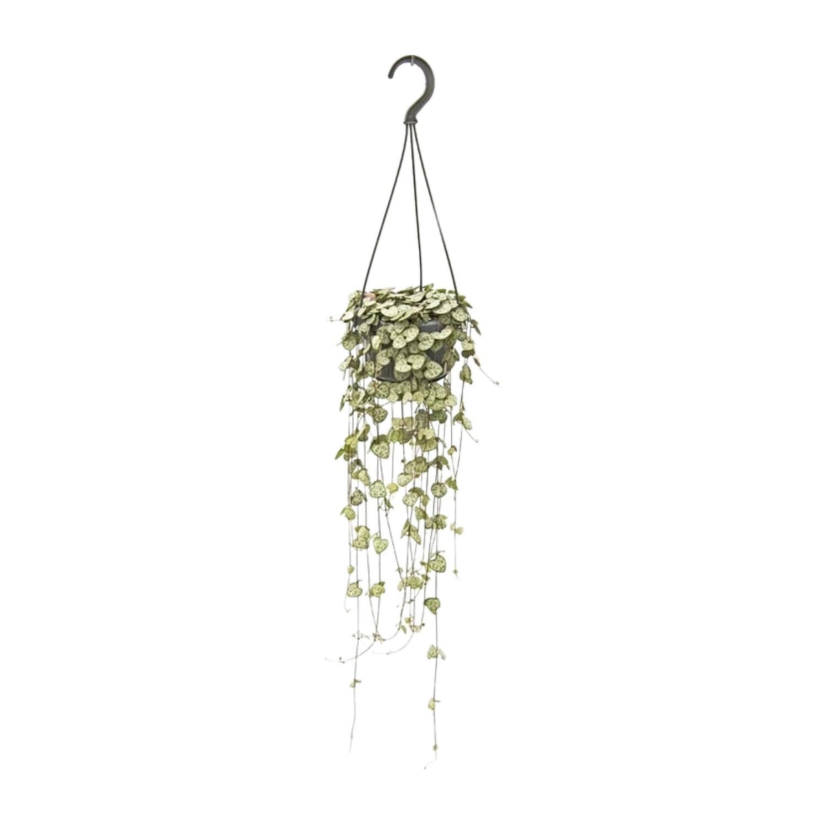 Ceropegia woodii - Ø14cm - ↕50cm