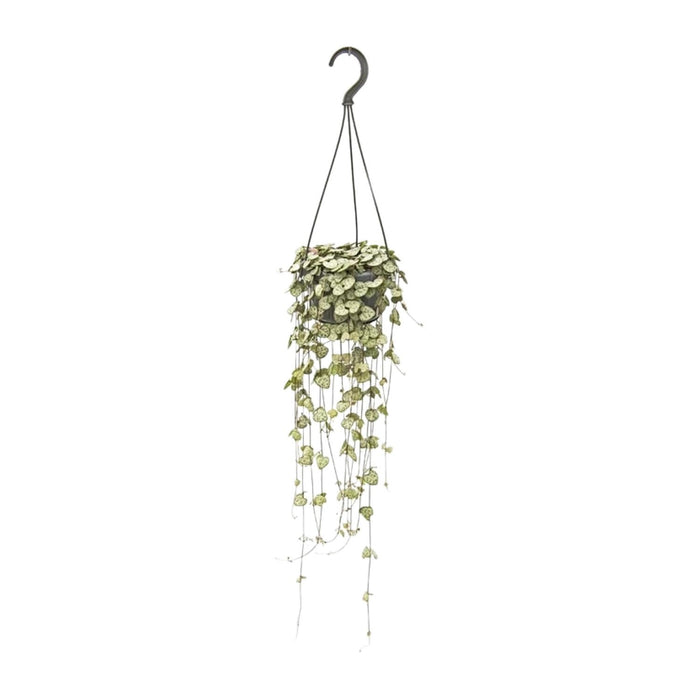 Ceropegia woodii - Ø14cm - ↕50cm