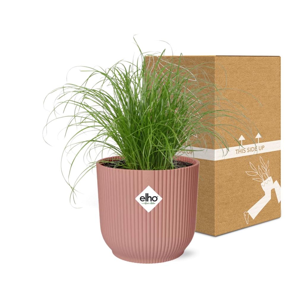 Cyperus alternifolius cat grass indoor plant in pink ELHO Vibes Fold pot beside eco-friendly packaging.